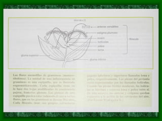 magnoliophyta | PDF