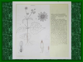 magnoliophyta | PDF