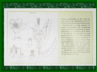 magnoliophyta | PDF