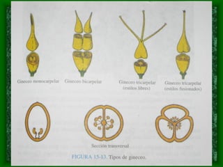 magnoliophyta | PDF