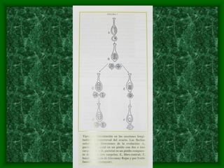 magnoliophyta | PDF
