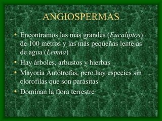 magnoliophyta | PDF