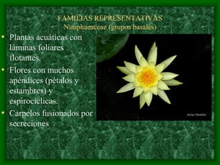 magnoliophyta | PDF