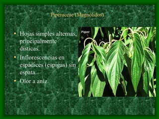 magnoliophyta | PDF