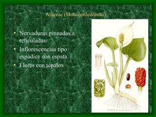 magnoliophyta | PDF