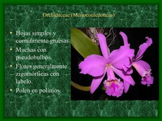 magnoliophyta | PDF