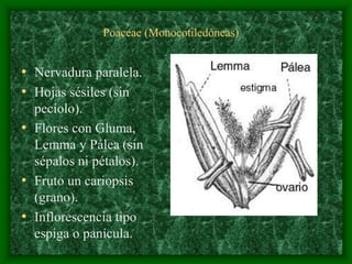 magnoliophyta | PDF