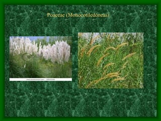 magnoliophyta | PDF