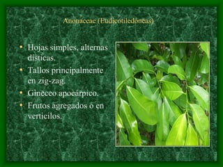 magnoliophyta | PDF