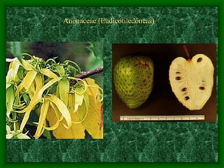 magnoliophyta | PDF