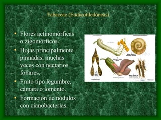 magnoliophyta | PDF