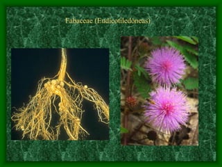 magnoliophyta | PDF