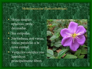 magnoliophyta | PDF