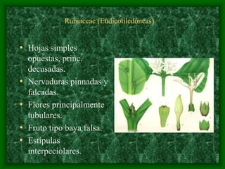 magnoliophyta | PDF