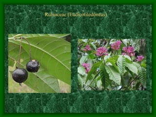 magnoliophyta | PDF