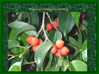 magnoliophyta | PDF