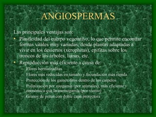 magnoliophyta | PDF