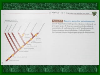 magnoliophyta | PDF