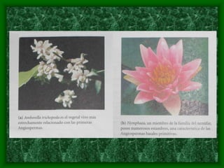 magnoliophyta | PDF