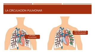 LA CIRCULACION PULMONAR
ARTERIA
PULMONAR
DISTRIBUYE POR
LOS PULMONES
 