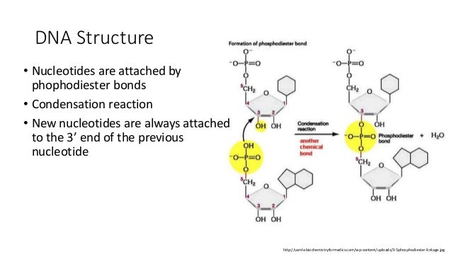 dna structure and replication