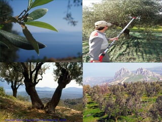 Επιμέλεια: Χρήστος Χαρμπής http://xristx.blogspot.gr σελ.48
 