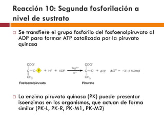 Metabolismo de carbohidratos | PDF
