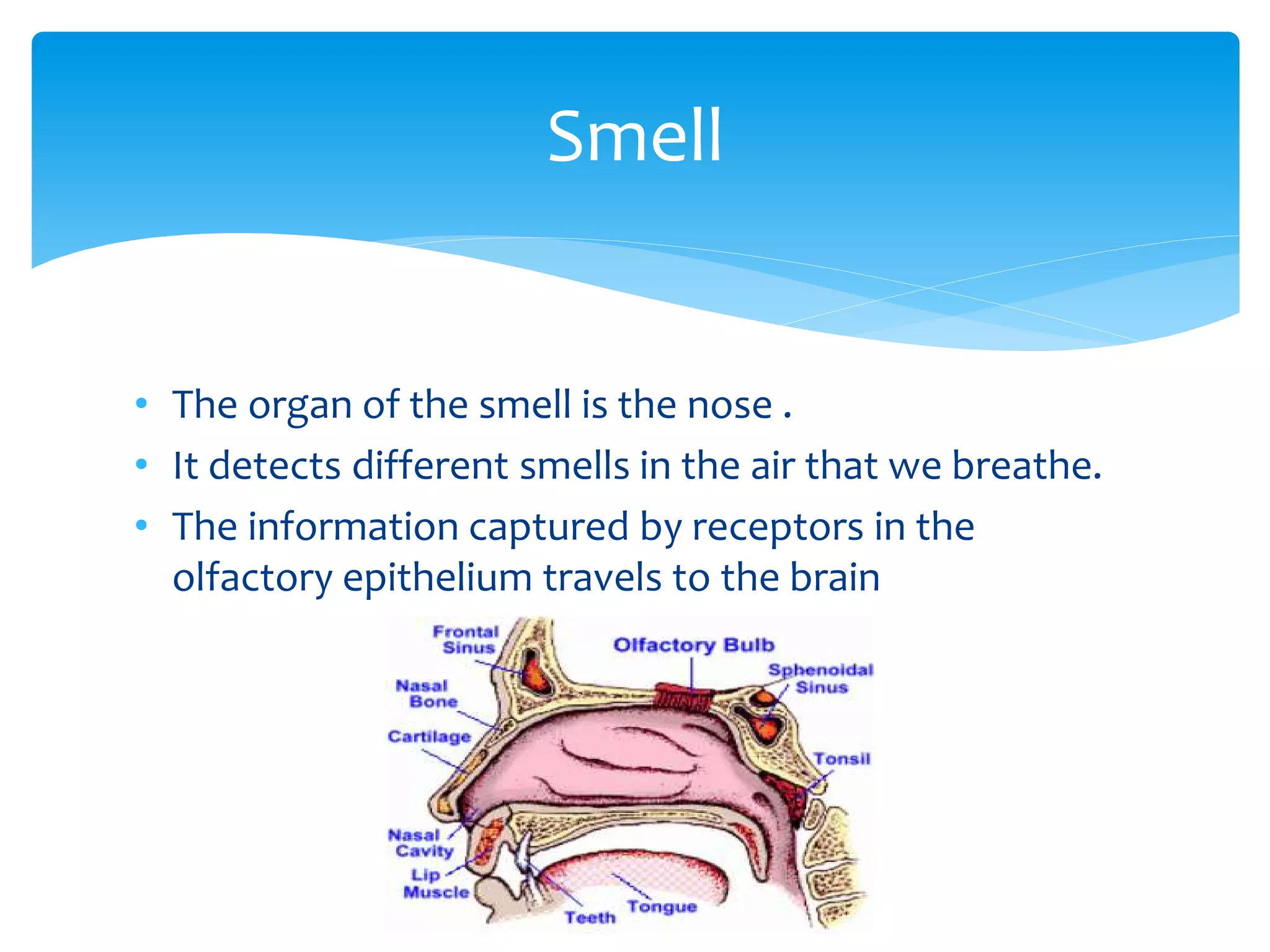 • The organ of the smell is the nose .
• It detects different smells in the air that we breathe.
• The information captured by receptors in the
olfactory epithelium travels to the brain
Smell
 