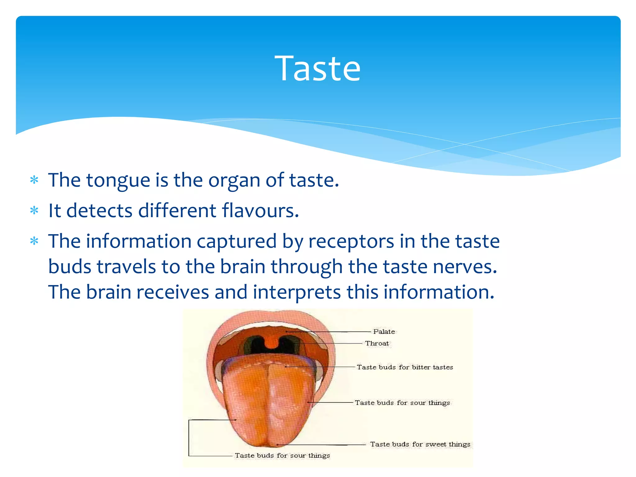  The tongue is the organ of taste.
 It detects different flavours.
 The information captured by receptors in the taste
buds travels to the brain through the taste nerves.
The brain receives and interprets this information.
Taste
 