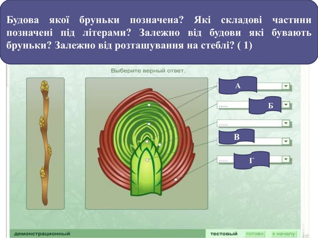 Вегетативні органи рослин | PPT