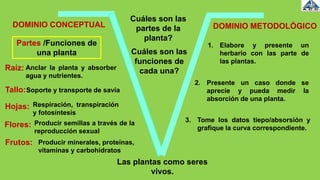 Las plantas como seres
vivos.
Cuáles son las
partes de la
planta?
Raíz:
Tallo:
1. Elabore y presente un
herbario con las parte de
las plantas.
Cuáles son las
funciones de
cada una?
Partes /Funciones de
una planta
Hojas:
Flores:
Frutos:
Anclar la planta y absorber
agua y nutrientes.
2. Presente un caso donde se
aprecie y pueda medir la
absorción de una planta.
Soporte y transporte de savia
Respiración, transpiración
y fotosíntesis
Producir semillas a través de la
reproducción sexual
Producir minerales, proteínas,
vitaminas y carbohidratos
3. Tome los datos tiepo/absorsión y
grafique la curva correspondiente.
DOMINIO CONCEPTUAL DOMINIO METODOLÓGICO
 