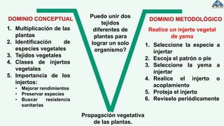 Propagación vegetativa
de las plantas.
Realice un injerto vegetal
de yema
Puedo unir dos
tejidos
diferentes de
plantas para
lograr un solo
organismo?
1. Multiplicación de las
plantas
2. Identificación de
especies vegetales
3. Tejidos vegetales
4. Clases de injertos
vegetales
5. Importancia de los
injertos:
• Mejorar rendimientos
• Preservar especies
• Buscar resistencia
sanitarias
1. Seleccione la especie a
injertar
2. Escoja el patrón o pie
3. Seleccione la yema a
injertar
4. Realice el injerto o
acoplamiento
5. Proteja el injerto
6. Revíselo periódicamente
DOMINIO CONCEPTUAL DOMINIO METODOLÓGICO
 