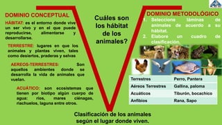 Clasificación de los animales
según el lugar donde viven.
HÁBITAT: es el entorno donde vive
un ser vivo y en el que puede
reproducirse, alimentarse y
desarrollarse.
TERRESTRE: lugares en que los
animales y plantas viven, tales
como desiertos, praderas y selvas
AEREOS-TERRESTRES: Son
aquellos ambientes donde se
desarrolla la vida de animales que
vuelan.
ACUÁTICO: son ecosistemas que
tienen por biotipo algún cuerpo de
agua: ríos, mares ciénagas,
riachuelos, laguna entre otros.
Cuáles son
los hábitat
de los
animales?
Terrestres Perro, Pantera
Aéreos Terrestres Gallina, paloma
Acuáticos Tiburón, bocachico
Anfibios Rana, Sapo
1. Seleccione láminas de
animales de acuerdo a su
hábitat.
2. Elabore un cuadro de
clasificación.
DOMINIO CONCEPTUAL DOMINIO METODOLÓGICO
 
