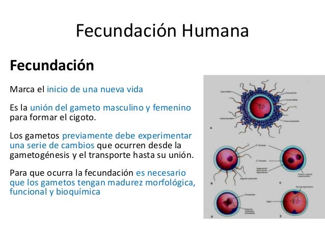 7. Segmentación...morulablastula