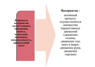 В процессе
восприятия
задействованы
ощущения,
память,
мышление,
внимание,
направленность,
предыдущий
опыт
Восприятие -
активный
процесс:
осуществляется
множество
перцептивных
движений
(движение
головы,
движение глаз
вниз и вверх,
движение руки,
движение
гортани)
 