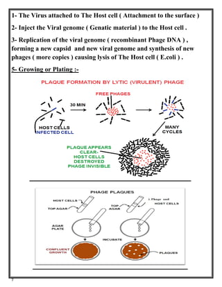MULTIPLE CLONING SITE and BACTERIOPHAGE LAMBDA (λ - phage ) | PDF
