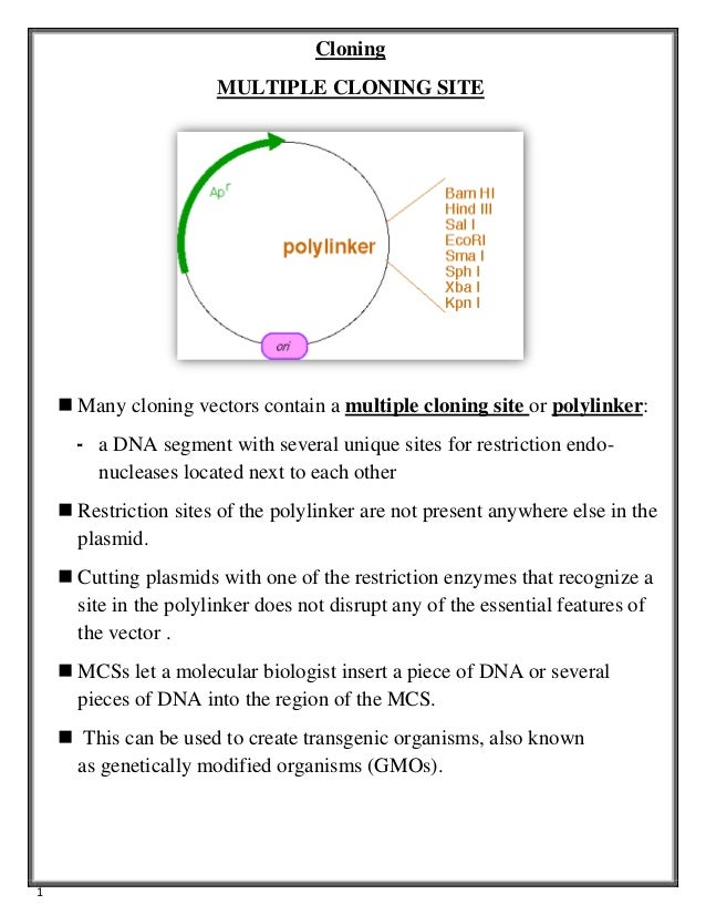 MULTIPLE CLONING SITE and BACTERIOPHAGE LAMBDA (λ phage )