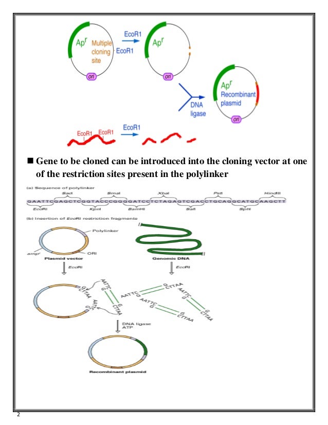 MULTIPLE CLONING SITE and BACTERIOPHAGE LAMBDA (λ phage )