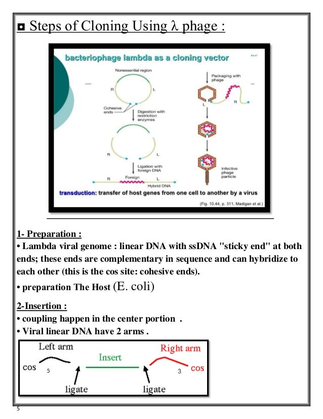 MULTIPLE CLONING SITE and BACTERIOPHAGE LAMBDA (λ phage )