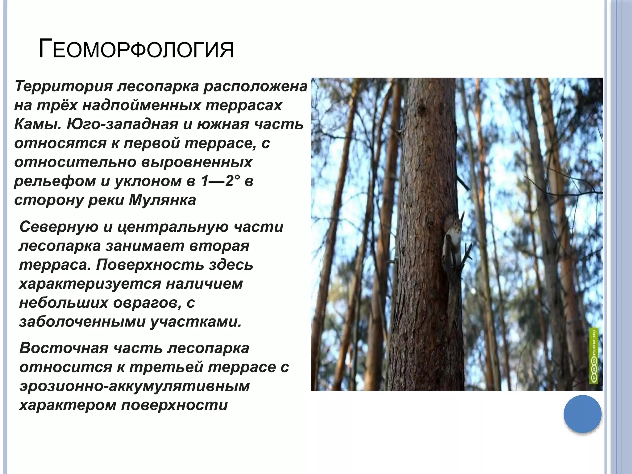 ГЕОМОРФОЛОГИЯ
Территория лесопарка расположена
на трёх надпойменных террасах
Камы. Юго-западная и южная часть
относятся к первой террасе, с
относительно выровненных
рельефом и уклоном в 1—2° в
сторону реки Мулянка
Северную и центральную части
лесопарка занимает вторая
терраса. Поверхность здесь
характеризуется наличием
небольших оврагов, с
заболоченными участками.
Восточная часть лесопарка
относится к третьей террасе с
эрозионно-аккумулятивным
характером поверхности
 