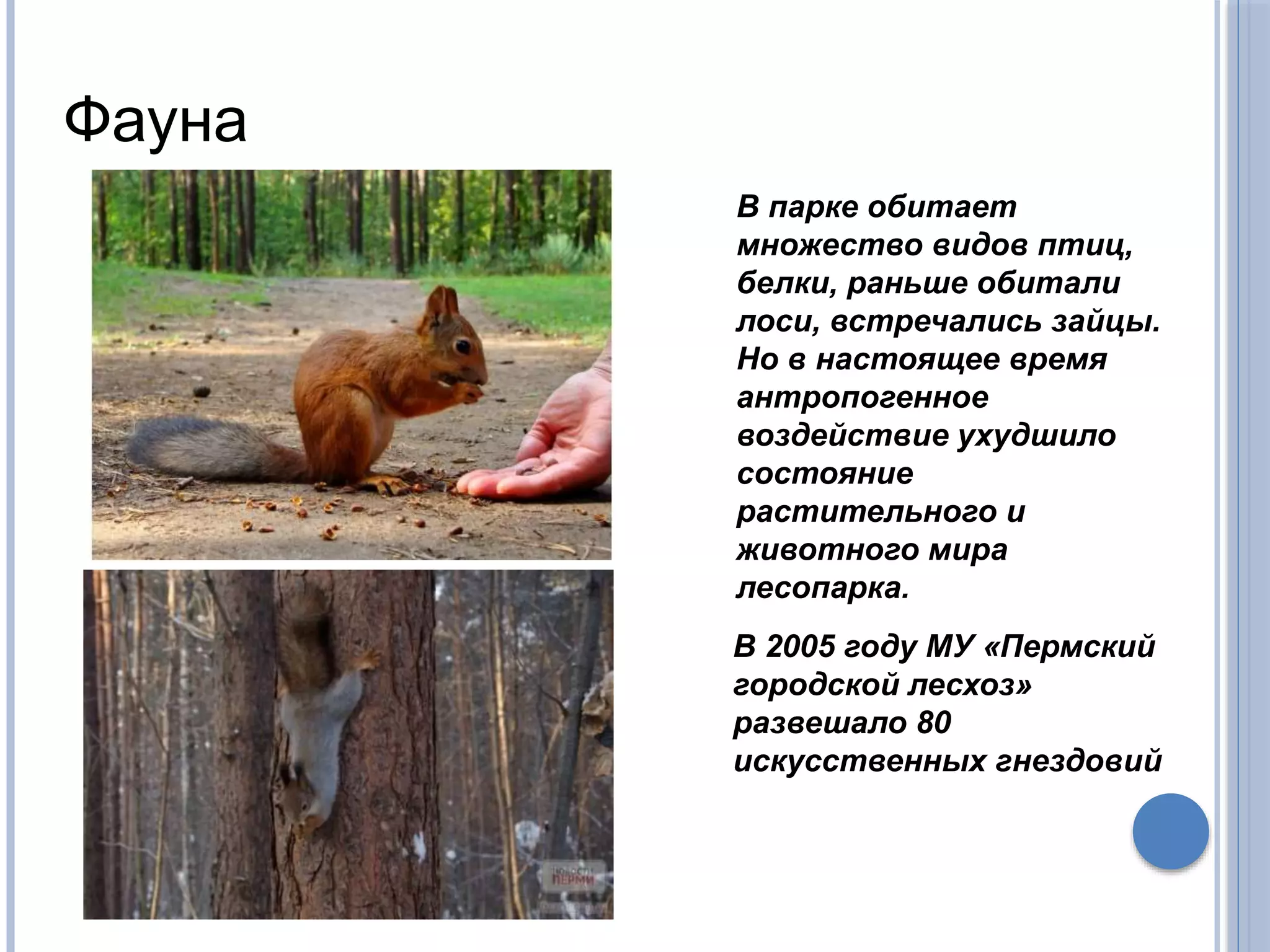 Фауна
В парке обитает
множество видов птиц,
белки, раньше обитали
лоси, встречались зайцы.
Но в настоящее время
антропогенное
воздействие ухудшило
состояние
растительного и
животного мира
лесопарка.
В 2005 году МУ «Пермский
городской лесхоз»
развешало 80
искусственных гнездовий
 
