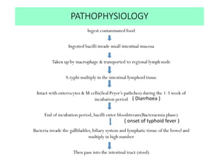 PATHOPHYSIOLOGY
( Diarrhoea )
( onset of typhoid fever )
 