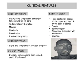 CLINICAL FEATURES
• Slowly rising (stepladder fashion) of
temperature for 4-5 days
• Abdominal pain & myalgia
• Malaise
• Headache
• Constipation
• Relative bradycardia
• Signs and symptoms of 1st week progress
• Delirium, complications, then coma &
death (if untreated)
Stage 1 (1ST WEEK)
Stage 2 (2ND WEEK)
• Rose spots may appear
on the upper abdomen &
on the back of sparse
• Cough
• Splenomegaly
• Abdominal distension with
tenderness
• Diarrhea
End of 1ST WEEK
End of 2ND WEEK
 