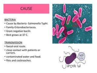 CAUSE
BACTERIA
• Cause by Bacteria -Salmonella Typhi.
• Family-Enterobacteriacea.
• Gram negative bacilii.
• Best grows at 37 C.
TRANSMISSION
• faecal-oral route.
• close contact with patients or
carriers.
• contaminated water and food.
• flies and cockroaches.
 