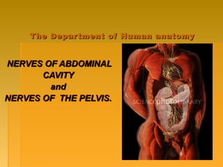 The Department of Human anatomyThe Department of Human anatomy
NERVES OF ABDOMINALNERVES OF ABDOMINAL
CAVITYCAVITY
andand
NERVES OF THE PELVIS.NERVES OF THE PELVIS.
 