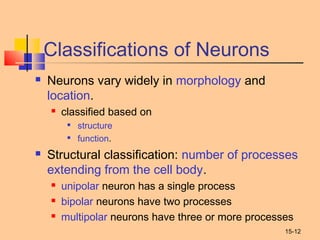 15-12
Classifications of Neurons
 Neurons vary widely in morphology and
location.
 classified based on

structure

function.
 Structural classification: number of processes
extending from the cell body.
 unipolar neuron has a single process
 bipolar neurons have two processes
 multipolar neurons have three or more processes
 