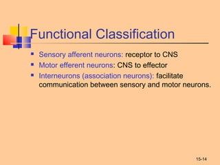 15-14
Functional Classification
 Sensory afferent neurons: receptor to CNS
 Motor efferent neurons: CNS to effector
 Interneurons (association neurons): facilitate
communication between sensory and motor neurons.
 