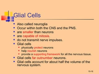 15-16
Glial Cells
 Also called neuroglia
 Occur within both the CNS and the PNS.
 are smaller than neurons
 are capable of mitosis.
 do not transmit nerve impulses.
 Glial cells
 physically protect neurons
 help nourish neurons
 provide a supporting framework for all the nervous tissue.
 Glial cells far outnumber neurons.
 Glial cells account for about half the volume of the
nervous system.
 