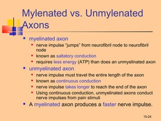 15-24
Mylenated vs. Unmylenated
Axons
 myelinated axon
 nerve impulse “jumps” from neurofibril node to neurofibril
node
 known as saltatory conduction
 requires less energy (ATP) than does an unmyelinated axon
 unmyelinated axon
 nerve impulse must travel the entire length of the axon
 known as continuous conduction
 nerve impulse takes longer to reach the end of the axon
 Using continuous conduction, unmyelinated axons conduct
nerve impulses from pain stimuli
 A myelinated axon produces a faster nerve impulse.
 
