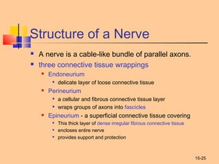 15-25
Structure of a Nerve
 A nerve is a cable-like bundle of parallel axons.
 three connective tissue wrappings
 Endoneurium

delicate layer of loose connective tissue
 Perineurium

a cellular and fibrous connective tissue layer

wraps groups of axons into fascicles
 Epineurium - a superficial connective tissue covering

This thick layer of dense irregular fibrous connective tissue

encloses entire nerve

provides support and protection
 